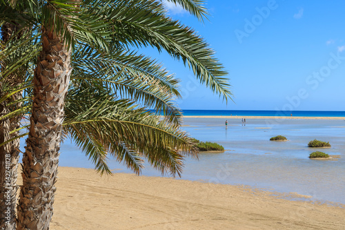 Palm trees on Sotavento beach lagoon on Jandia peninsula  Fuerteventura  Canary Islands  Spain