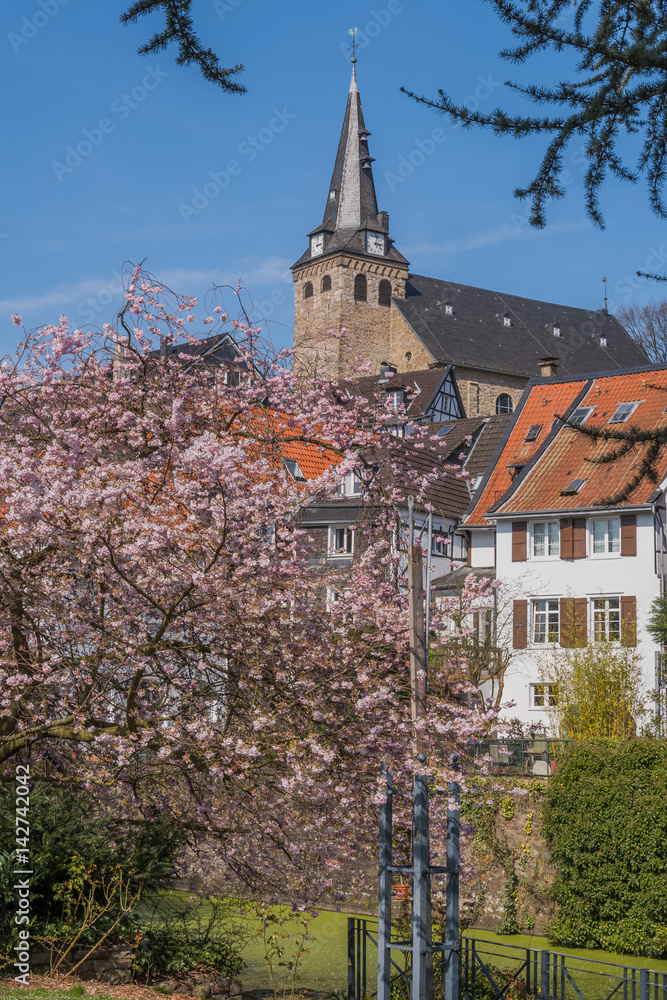 Japanische Kirschblüte und Kettwiger Altstadt Japanische Kirschblüte und Kettwiger Altstadt