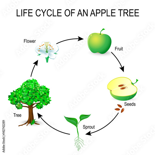 Photo life cycle of an apple tree.