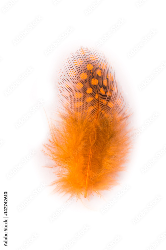 Colored feathers on white background Colored feathers on white background