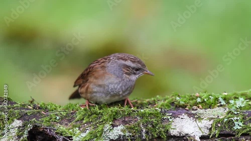 Wallpaper Mural Dunnock (Prunella modularis) feeding on a natural bird feeder Torontodigital.ca