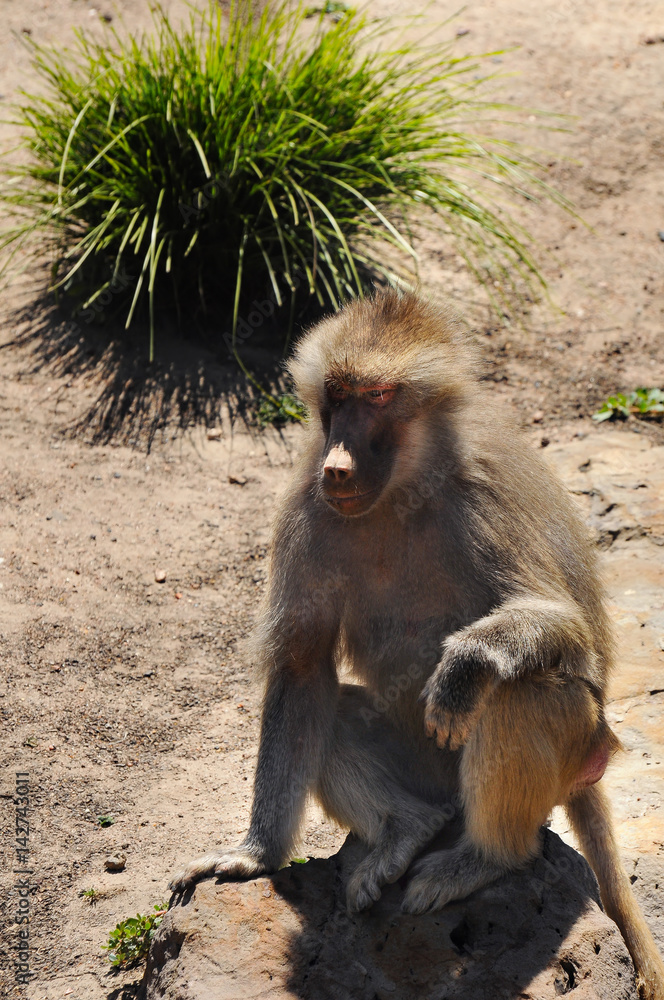 Obraz premium The monkeys