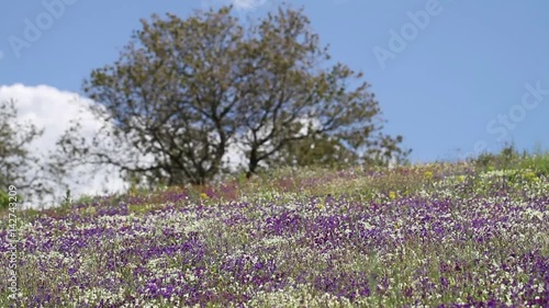 Wallpaper Mural Landscape with Viola etrusca Erben, purple and yellow wild flowers endemic of the Tuscan hills Torontodigital.ca