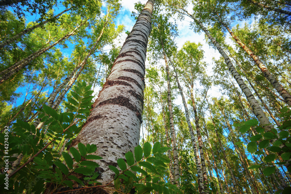 Fototapeta premium summer in sunny birch forest