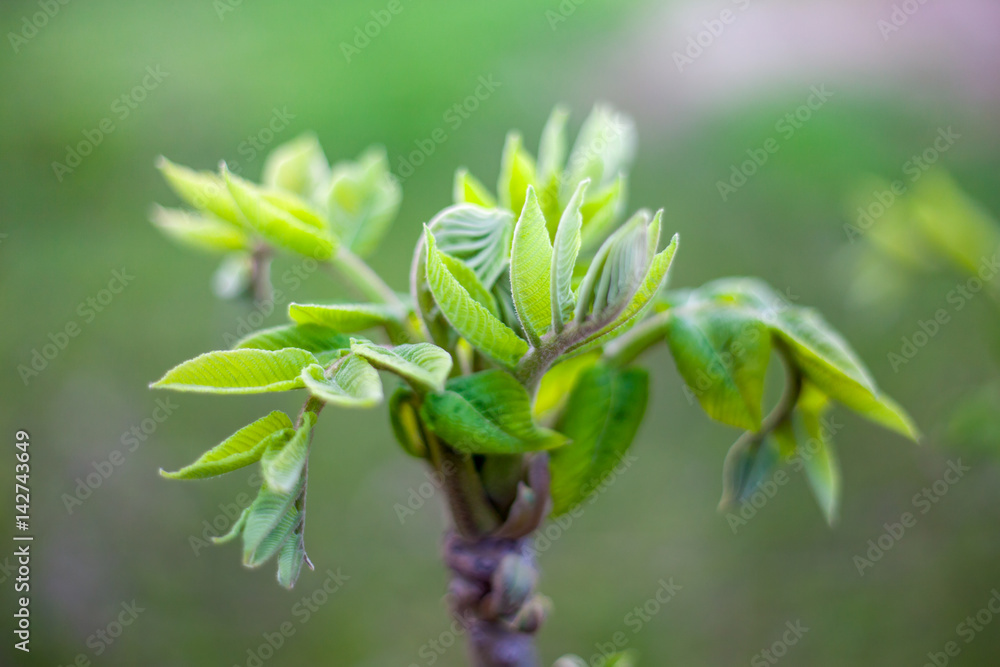 Buds in the spring/Bud of the walnut/walnut