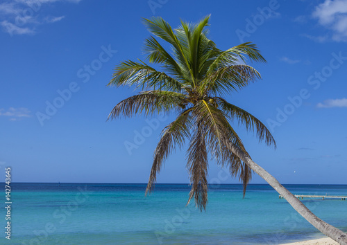 Fototapeta Naklejka Na Ścianę i Meble -  Palm tree  on tropical beach