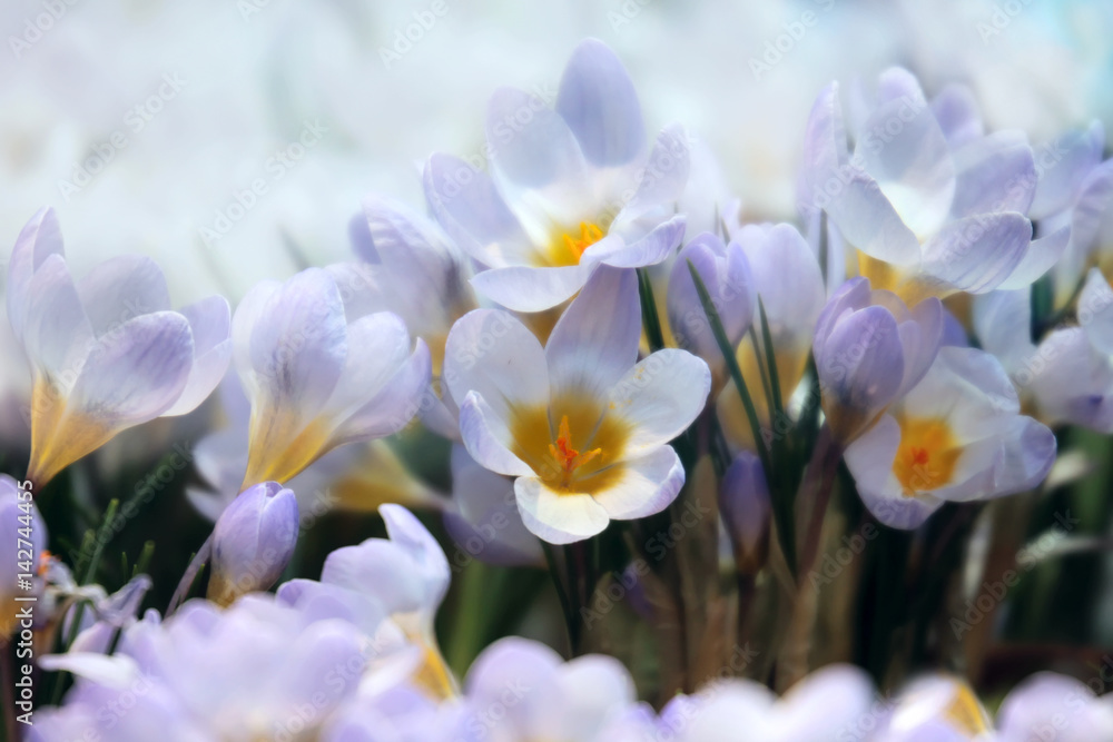 Crocus spring flowers