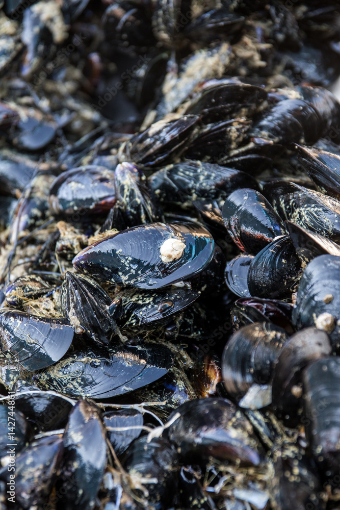 Miesmuscheln auf Fischmarkt in Italien Miesmuscheln auf Fischmarkt in Italien