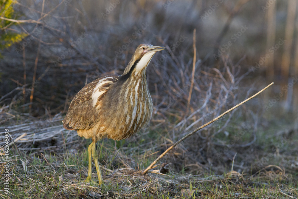 American bittern in spring American bittern in spring