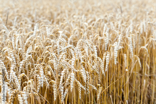Golden ripe wheat stems field