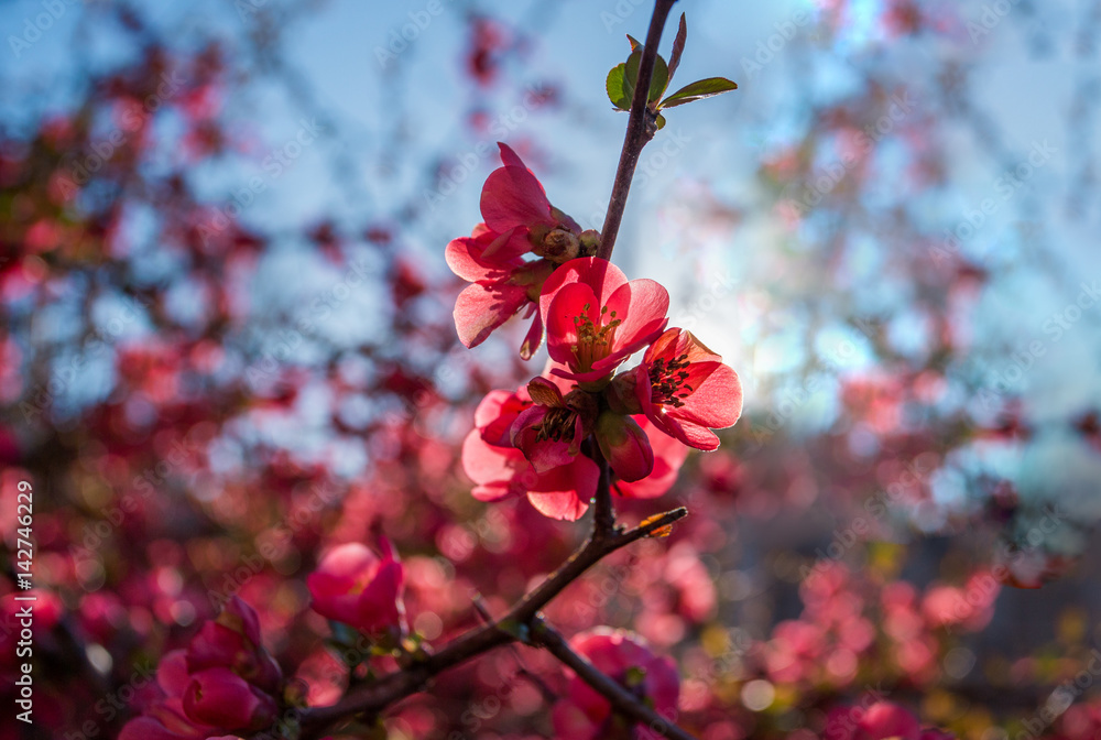 Blooming Japanese quince Blooming Japanese quince