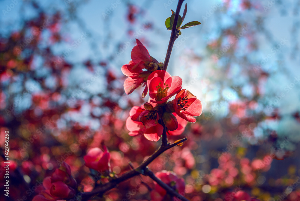 Blooming Japanese quince
