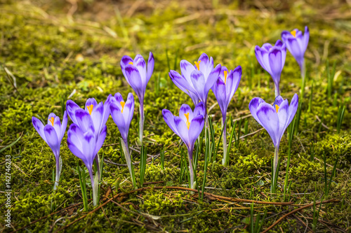 Spring crocuses
