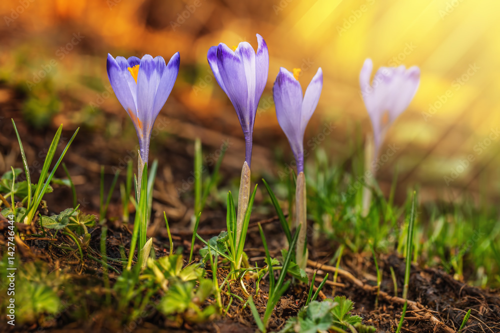 Spring crocuses with sunlight Spring crocuses with sunlight
