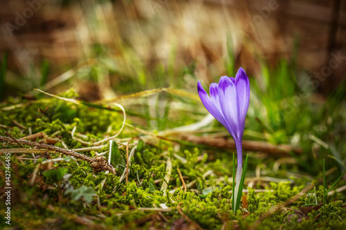 Spring single crocus