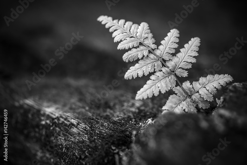 The lonely polypody BW photo