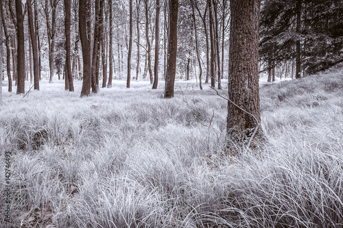 Winter forest