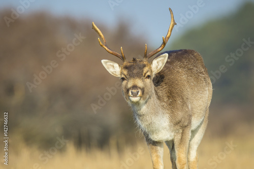 Fallow deer Dama Dama stag grazing in a meadow.