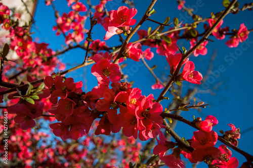 Photographie Blooming Japanese quince