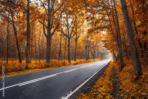 Autumn road