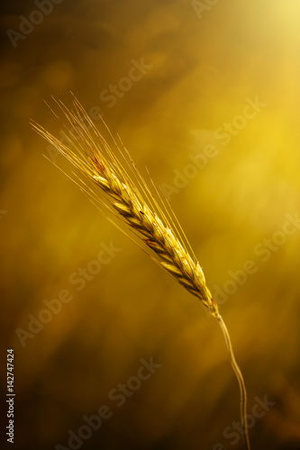 The gold ear