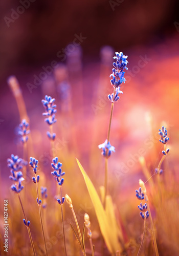 The romantic shine of lavender