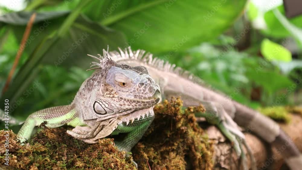 Large Green Iguana lying on a branch and looking directly at the camera
Large Green Iguana lying on a branch and looking directly at the camera
