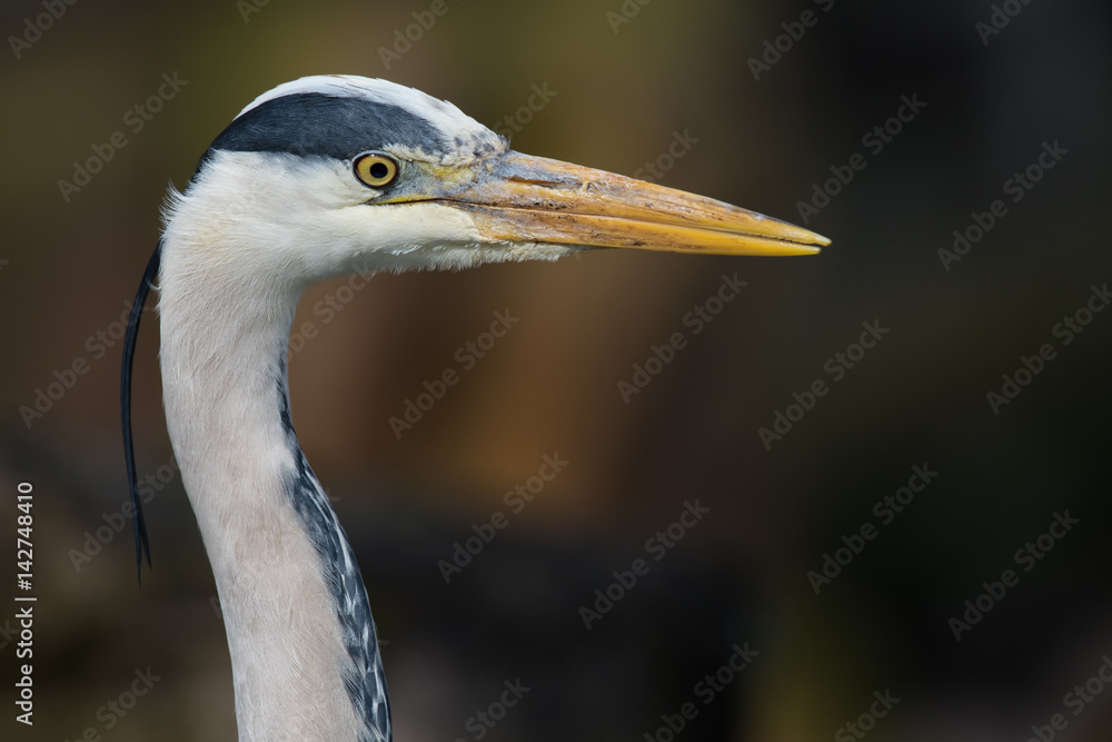 Very close up image profile view of a grey heron looking to the right Very close up image profile view of a grey heron looking to the right
