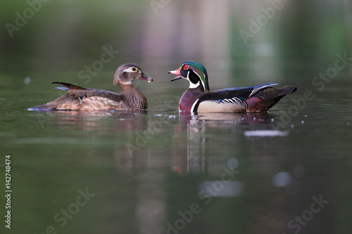 Hen and Drake Wood Ducks on the Water