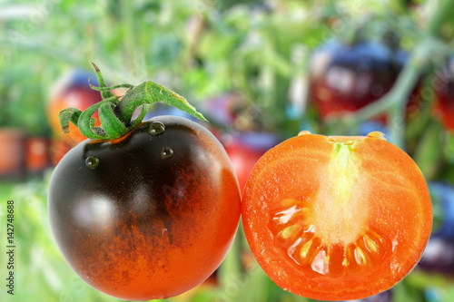 tomato indigo rose black tomato in unfocus background photo