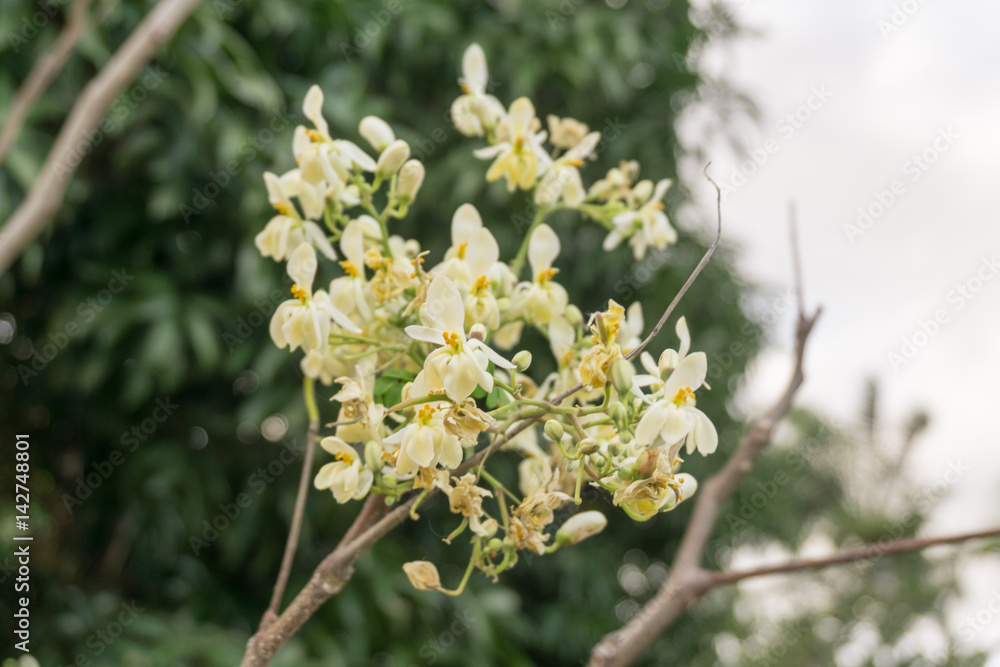 Malunggay flowers this plant leaves is a vegetable, Philippines Malunggay flowers this plant leaves is a vegetable, Philippines