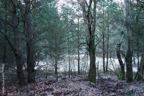 sunset in forest on a cold day