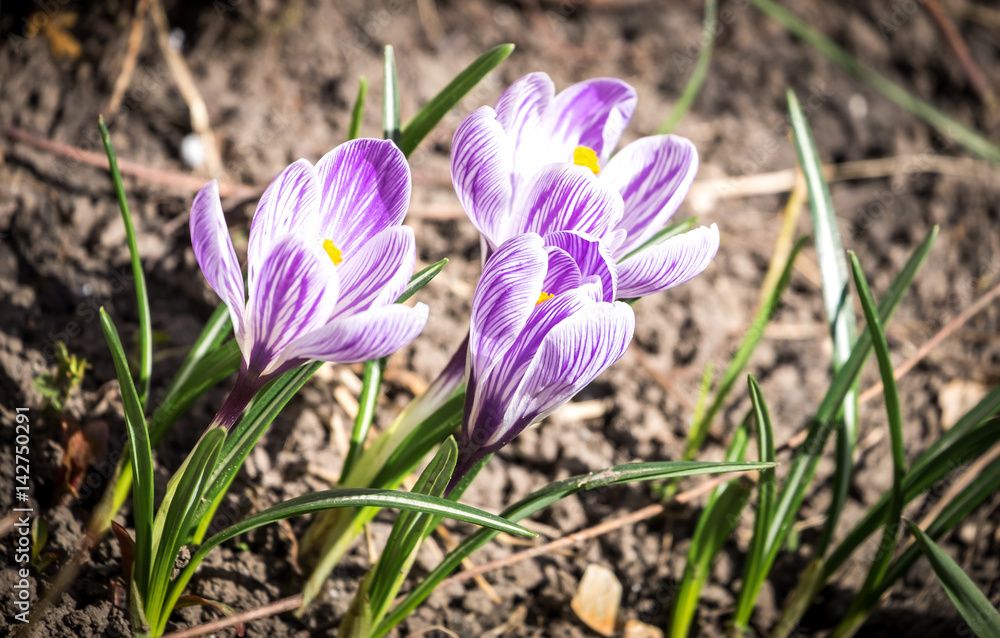 Crocus flowers on the flowerbed Crocus flowers on the flowerbed