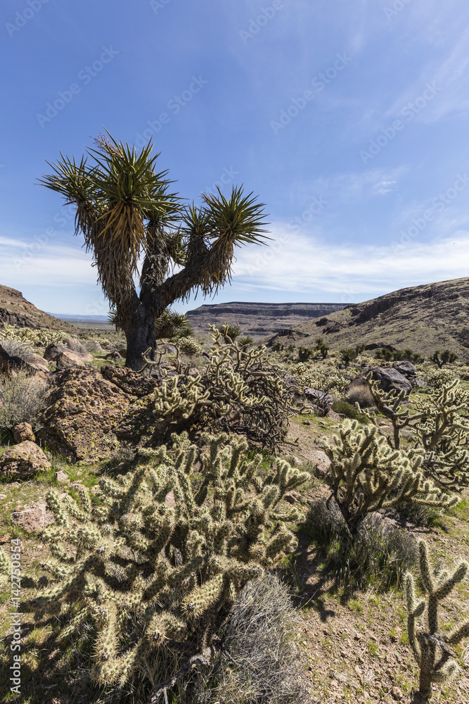 Joshua tree garden along the Barber Loop trail in the Mojave National Preserve. Joshua tree garden along the Barber Loop trail in the Mojave National Preserve.