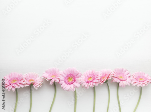Row of pink gerberas
