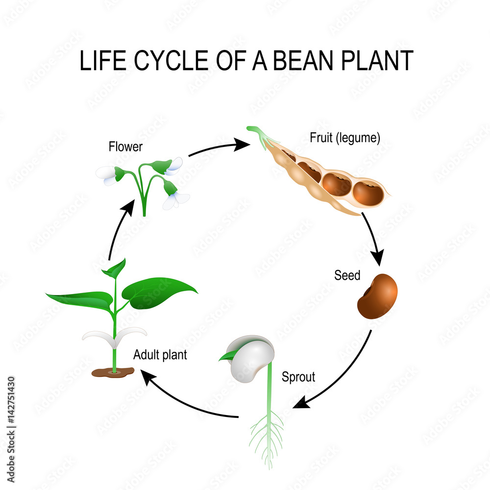 life-cycle-of-a-bean-plant-worksheet-pdf-irish-keener