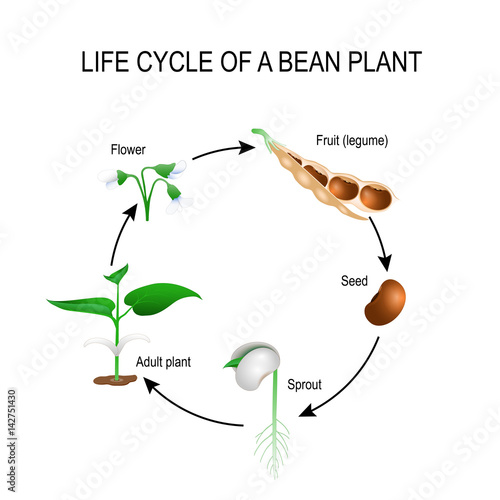 Canvas Print life cycle of a bean plant