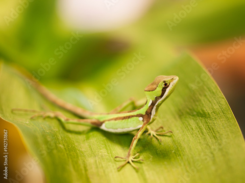 Portrait of Serated Caquehesd Iguana lizard - Laemanctus serratus