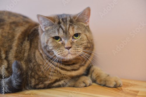 A young British cat sits at home © OlgaChan