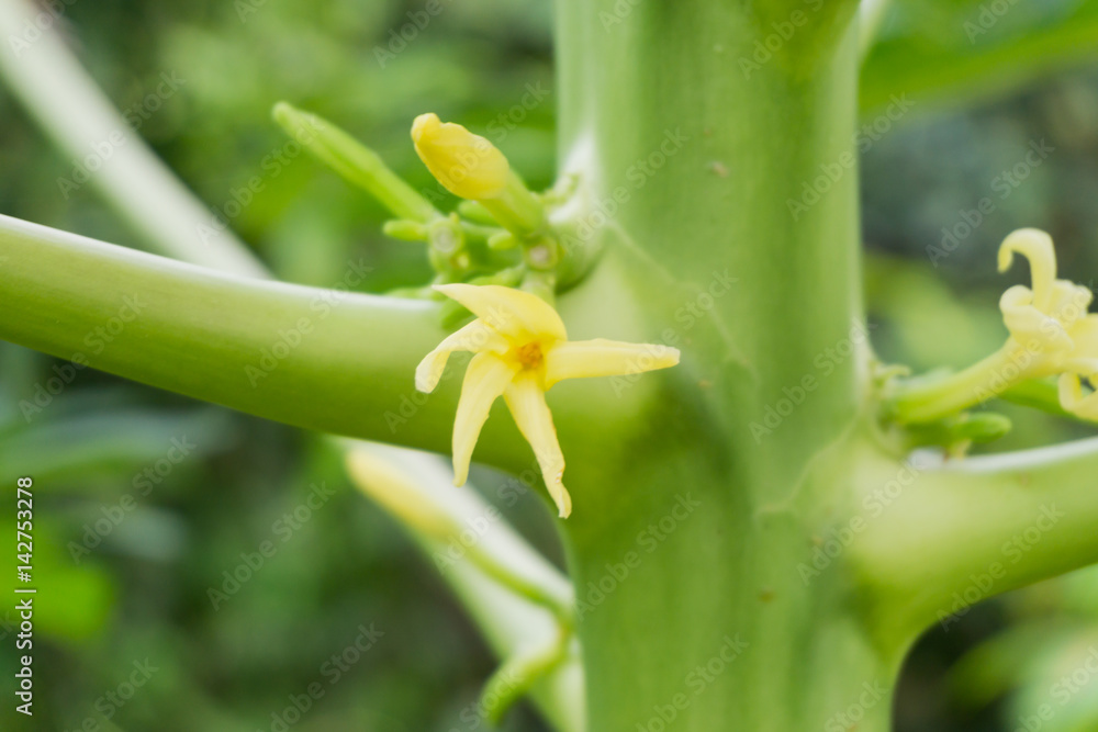 Papaya fruit trees in flower in the Philippines Papaya fruit trees in flower in the Philippines
