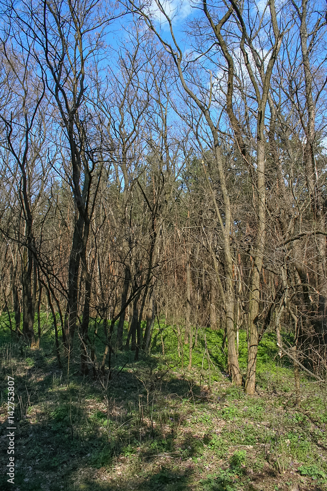 Debrowski the forest near the village of Pokrovka in the Dnipropetrovsk region of Ukraine. April 2007 Debrowski the forest near the village of Pokrovka in the Dnipropetrovsk region of Ukraine. April 2007