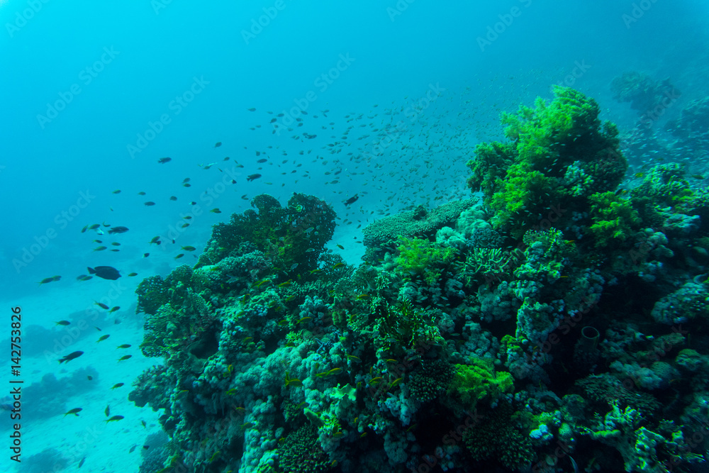 Fototapeta premium Tropical fishes on the coral reef. Diving