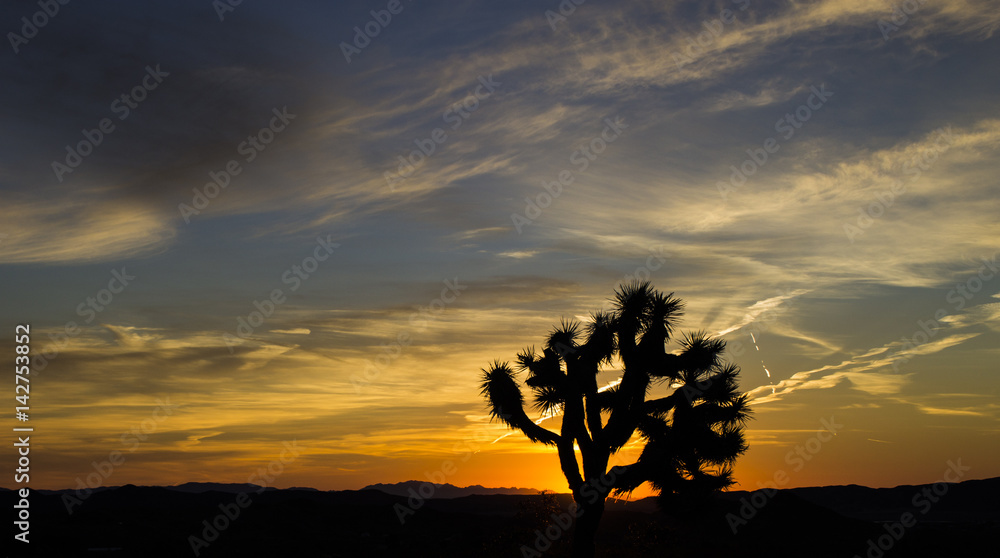 Sunrise, Joshua Tree, CA