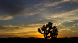 Sunrise, Joshua Tree, CA