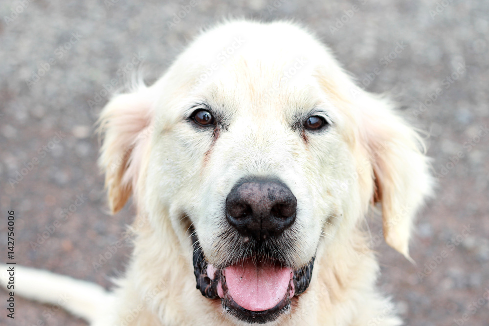 Golden Retriever Close Up Sitting On Pavement Looking At Camera