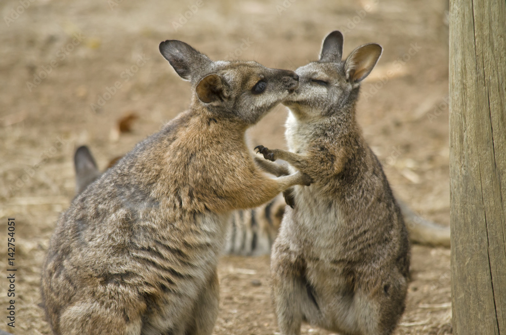 tammar wallabies kissing