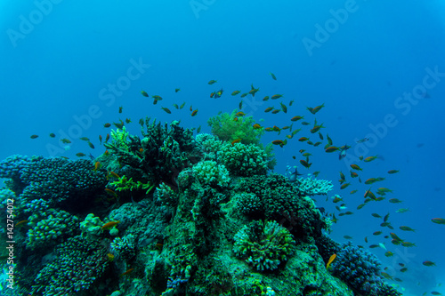 Tropical fishes on the coral reef. Diving