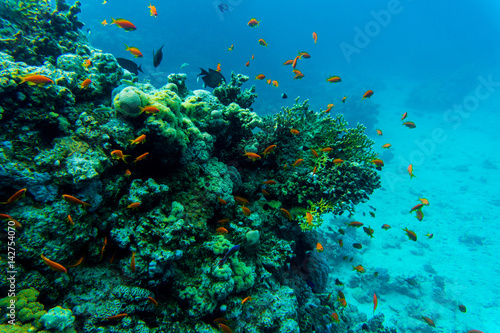 Fototapeta Naklejka Na Ścianę i Meble -  Tropical fishes on the coral reef. Diving
