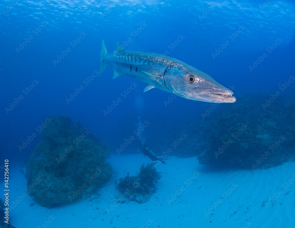 Fototapeta premium Barracuda and divers, Little Cayman
