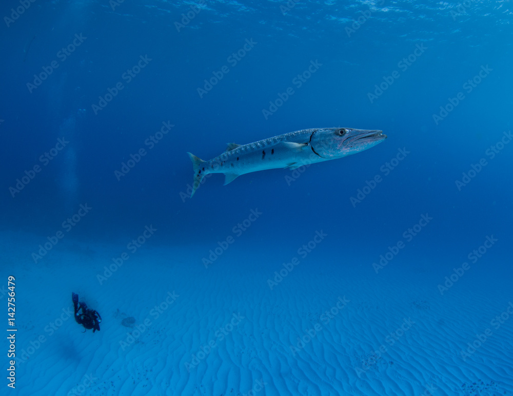 Barracuda off Little Cayman Barracuda off Little Cayman